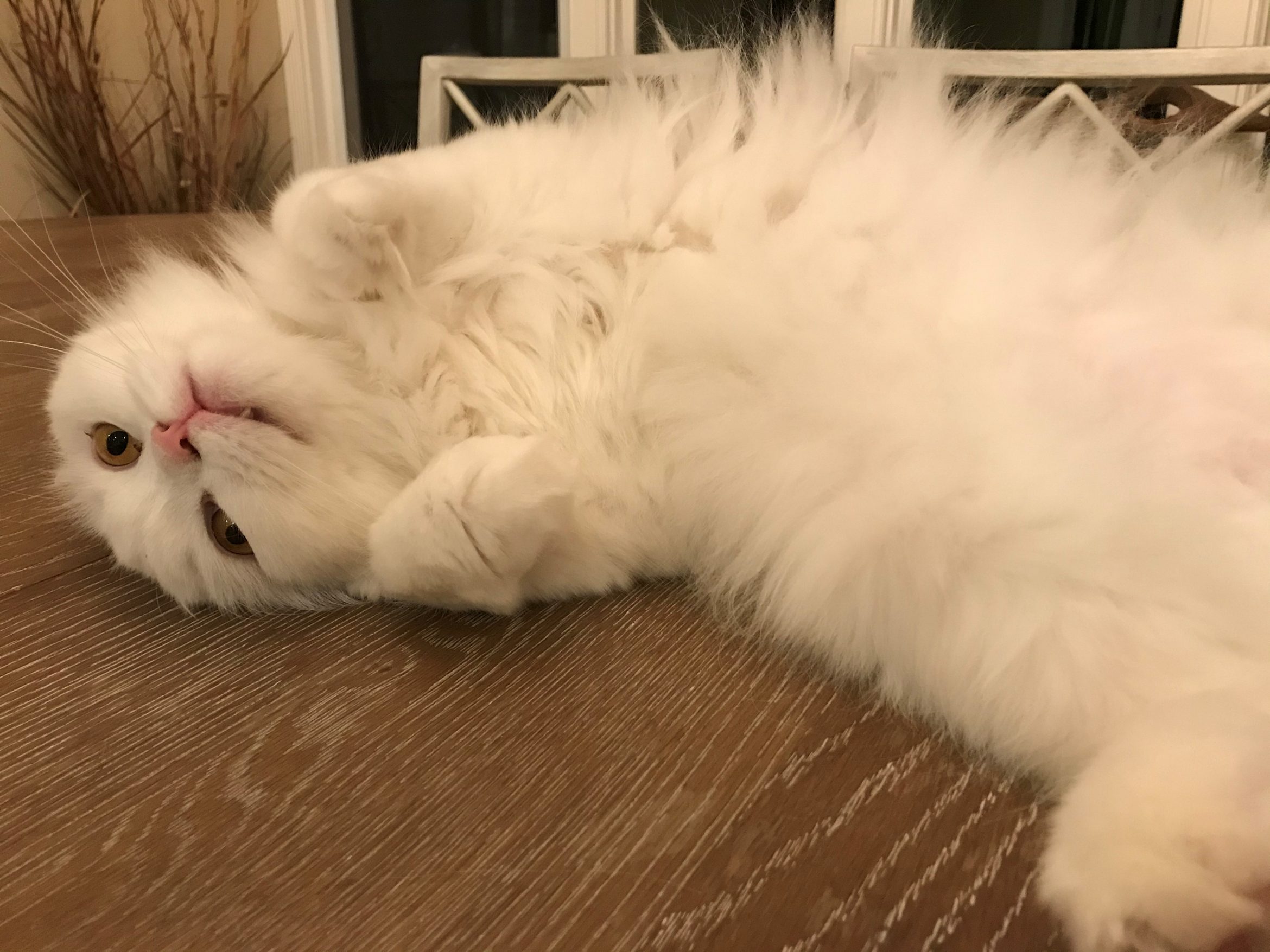 nala1.jpg