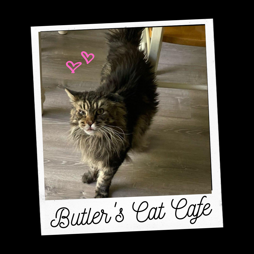 Deeks-butlers-cat-caafe.png