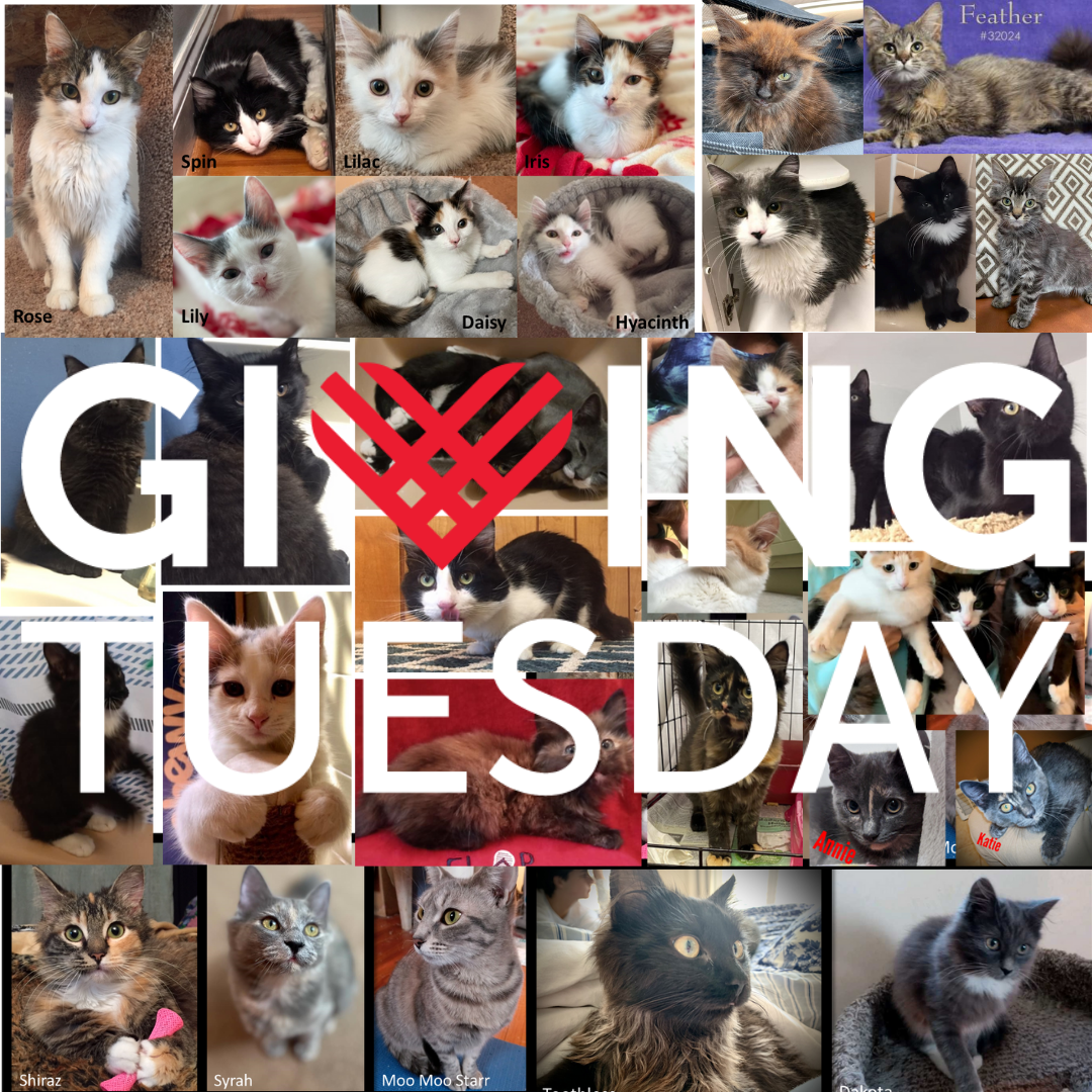 Giving-Tuesday-2021.png