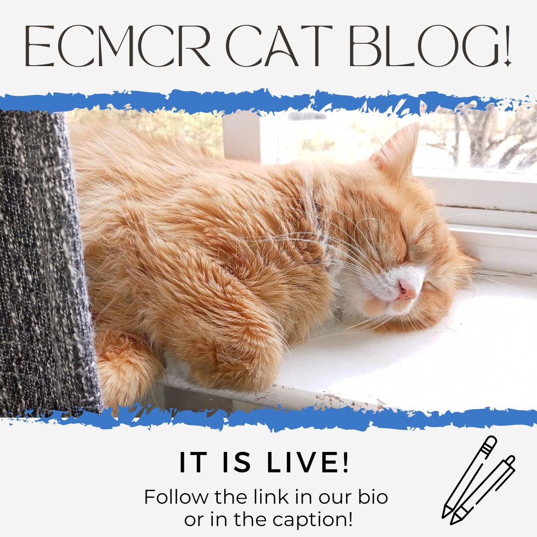 Cat-Blog.jpg