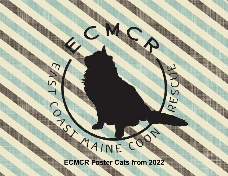 2022-Foster-Cats.png